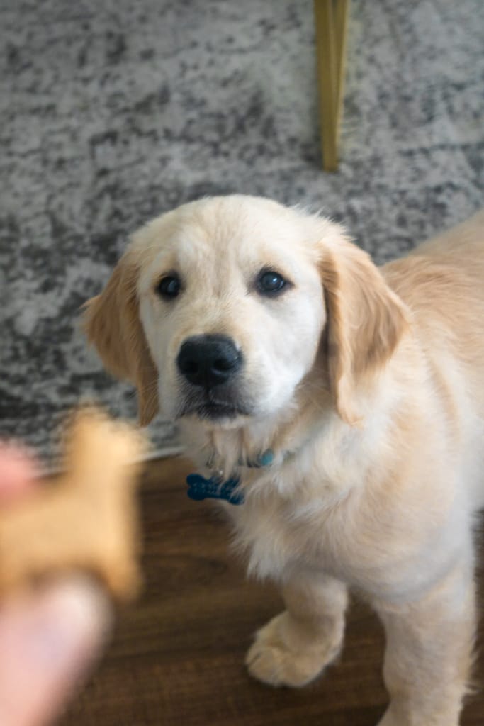 golden retriever puppy looking at hand holding treat