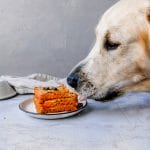 golden retriever puppy eating a dog birthday cake