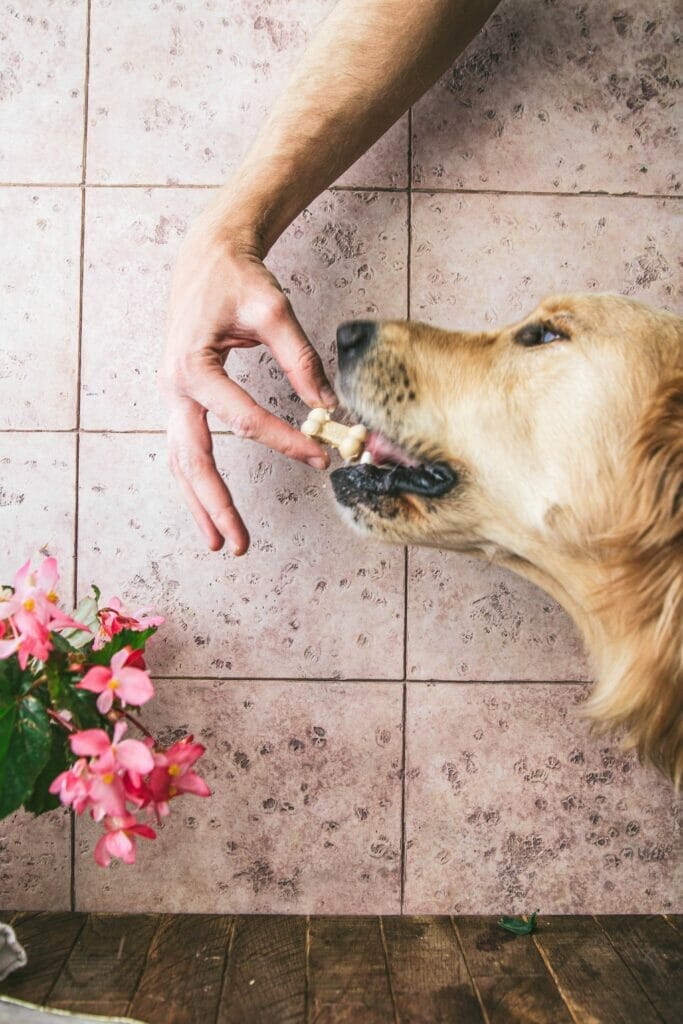 hand feeding a frozen dog treat to a golden retriever puppy