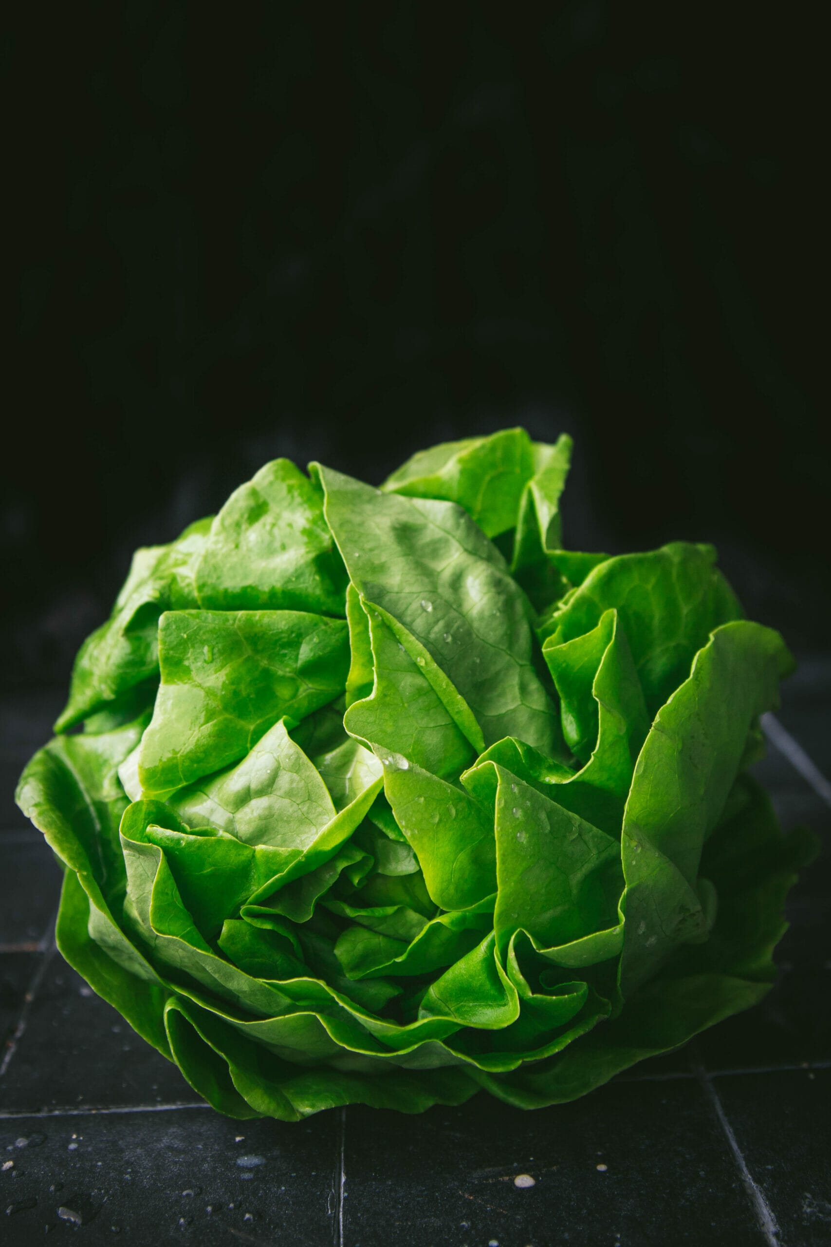 side view of a head of ruffled butter lettuce