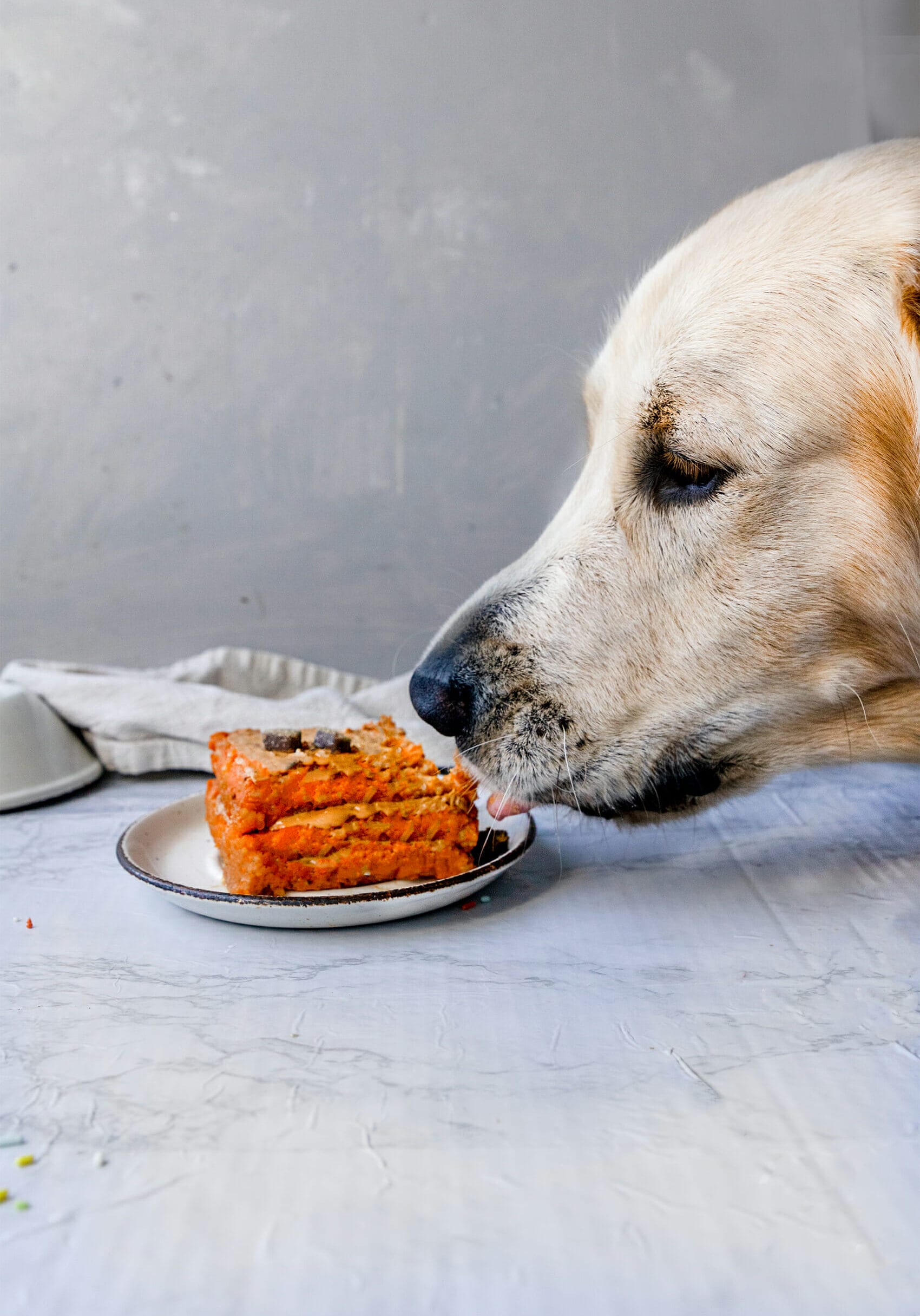 golden retriever puppy eating a dog birthday cake